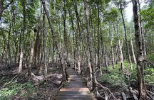 Can Gio Beautiful Nature Mangrove Forest Day Trip