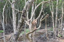 Can Gio Beautiful Nature Mangrove Forest Day Trip