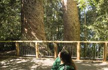 Atherton Tablelands: 2-Hour Private Aboriginal Culture Tour