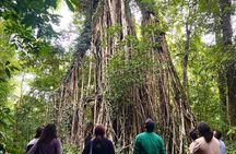 Atherton Tablelands: 2-Hour Private Aboriginal Culture Tour