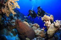 10 Dives by Boat or by Shore