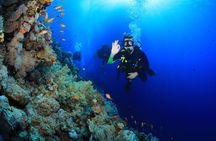 10 Dives by Boat or by Shore