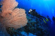 10 Dives by Boat or by Shore