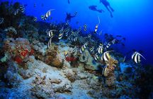 10 Dives by Boat or by Shore