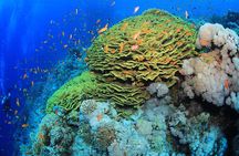 6 Dives by Boat or by Shore