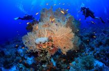 8 Dives by Boat or by Shore