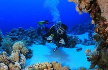 8 Dives by Boat or by Shore