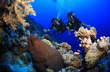 8 Dives by Boat or by Shore