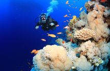 6 Dives by Boat or by Shore