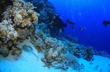 3 Dives by Boat or by Shore