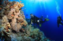 3 Dives by Boat or by Shore