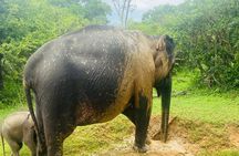 Yala Safari Day Tour