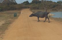 Yala Safari Day Tour