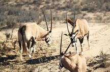 Sandwich Harbour 4x4 Tour, Where The Dunes and The See Meet 