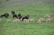 7-Day Camping Safari in Tanzania's Iconic National Parks