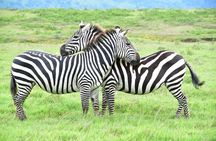 7-Day Camping Safari in Tanzania's Iconic National Parks