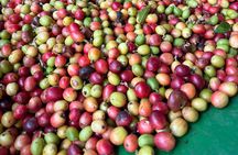 Sueños de Cafe - A Coffee Lovers Dream 