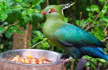 Aviary Tour and Tricao Park with Tasting in Undurraga Vineyard