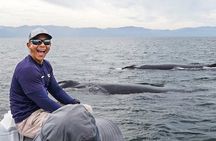 Puerto Vallarta Speedboat and Box Lunch Whale Tour