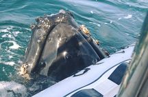 Puerto Vallarta Speedboat and Box Lunch Whale Tour
