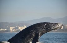 Puerto Vallarta Speedboat and Box Lunch Whale Tour