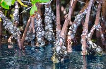 Clear Kayak Tour in Mangrove Antigua