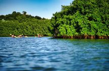 Clear Kayak Tour in Mangrove Antigua