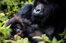 1 Day Gorilla Trekking Safari Experience in Rwanda