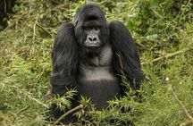 1 Day Gorilla Trekking Safari Experience in Rwanda