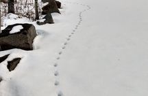 Acadia National Park Winter Wonderland Private Driving Tour