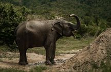 Coconut Culture and Elephants A Sustainable full day Journey