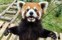 Skip Crowed Dujingyan Panda Tour Option Red Panda Interactive 