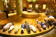 Tokyo Gotokuji Cat Temple and Shinjuku Cat Cafe, Giant 3D Cat