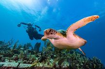 Two-Tank Morning Dive Trip for Certified Divers