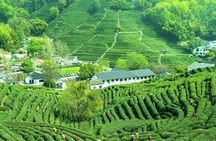 Serene Hangzhou Private Tour Where Tea Grows and Nature Unfolds
