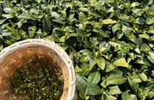 Serene Hangzhou Private Tour Where Tea Grows and Nature Unfolds