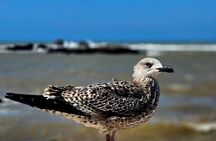 1 Day Trip at Coastal City of Essaouira from Marrakech