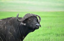 8 Days Tanzania Great Wildebeest Calving Migration Tour