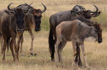 8 Days Tanzania Great Wildebeest Calving Migration Tour