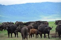 8 Days Tanzania Great Wildebeest Calving Migration Tour