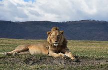 8 Days Tanzania Great Wildebeest Calving Migration Tour