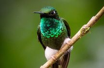 Mindo Cloud Forest Guided Private Tour with Fees Included