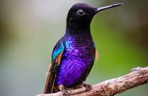 Mindo Cloud Forest Guided Private Tour with Three Fees included