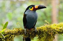 Mindo Cloud Forest Guided Private Tour 