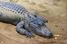 Mauritius South Adventure Crocodile Park Rum Tasting and Lunch