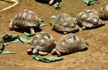 Mauritius South Adventure Crocodile Park Rum Tasting and Lunch