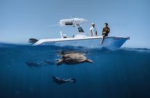 Turtle Canyon Snorkel in Waikiki, Oahu Semi Private