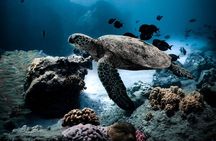 Turtle Canyon Snorkel in Waikiki, Oahu Semi Private