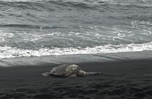 Private Island Adventure Volcanoes Beaches and Coffee Farms