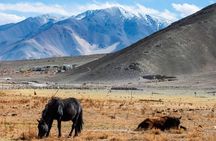 7 Days Private Ladakh India Tour with Transportation